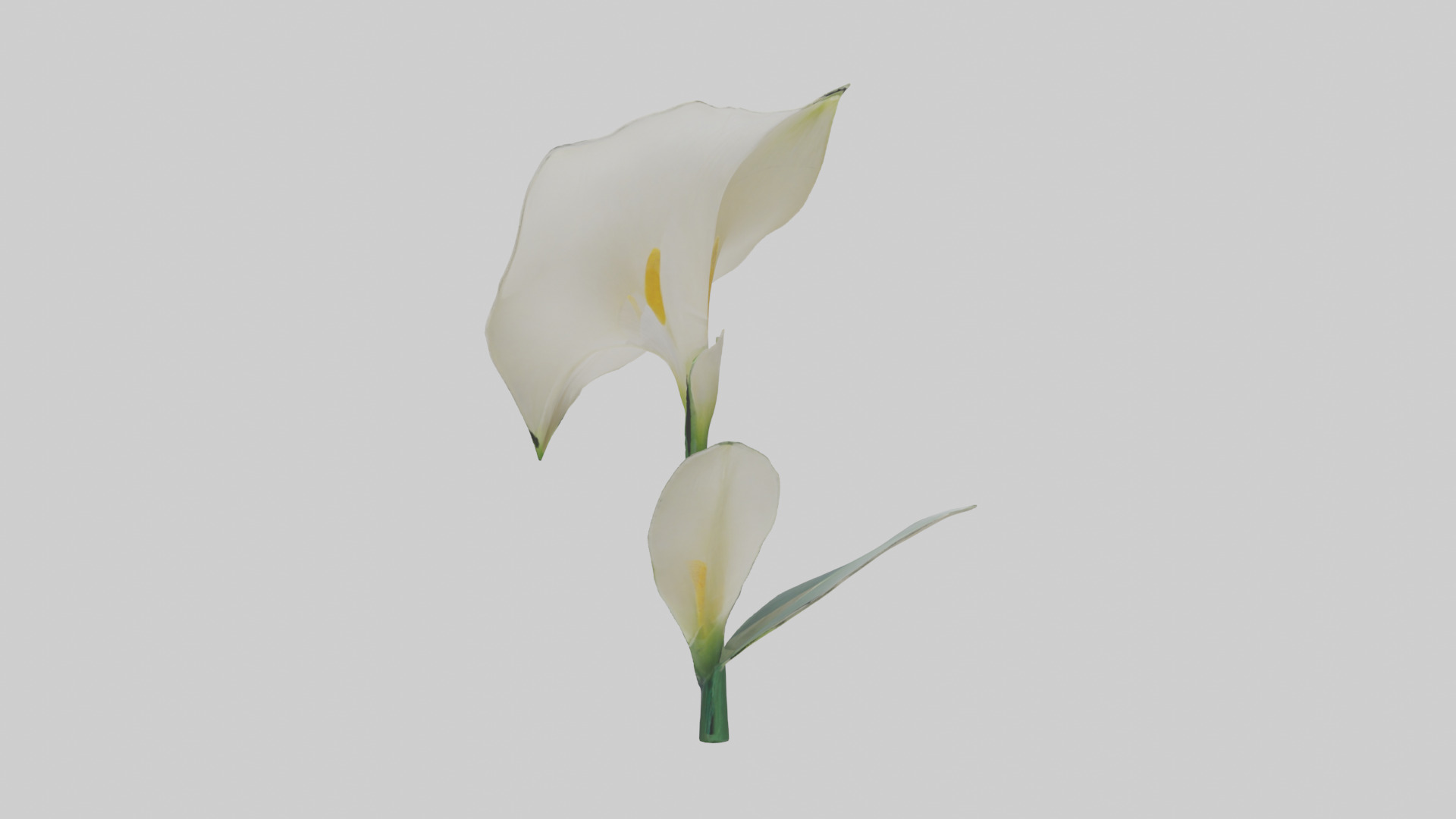 Calla Lily model Low-poly 3D model_22