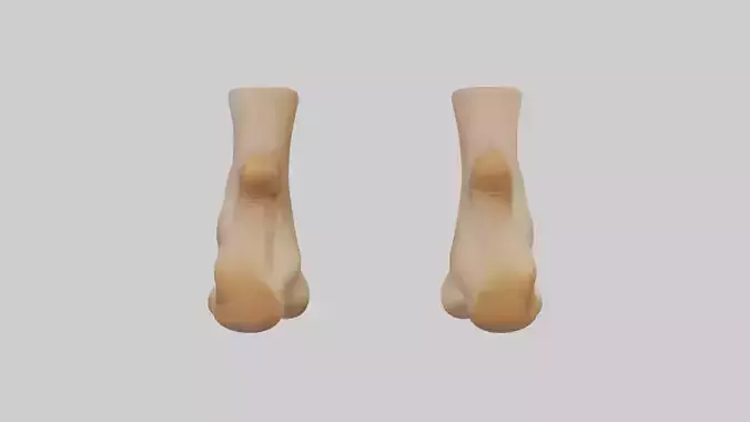 Camel Feet Model Low-poly 3D model