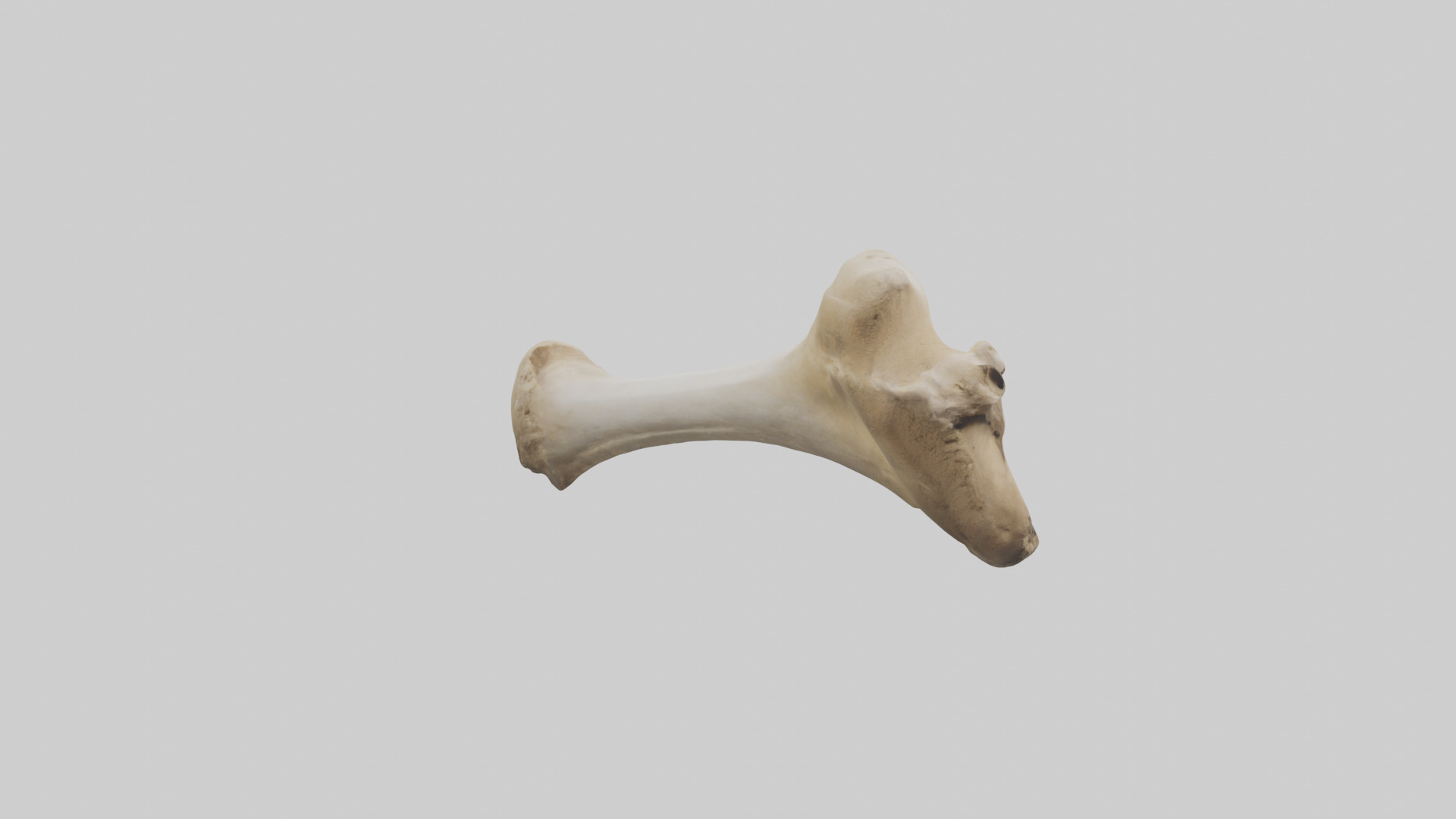 Camel Femur Low-poly 3D model_7