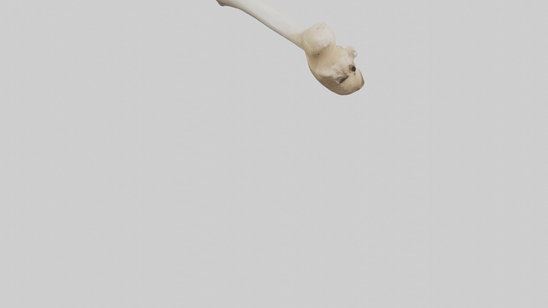 Camel Femur Low-poly 3D model_6