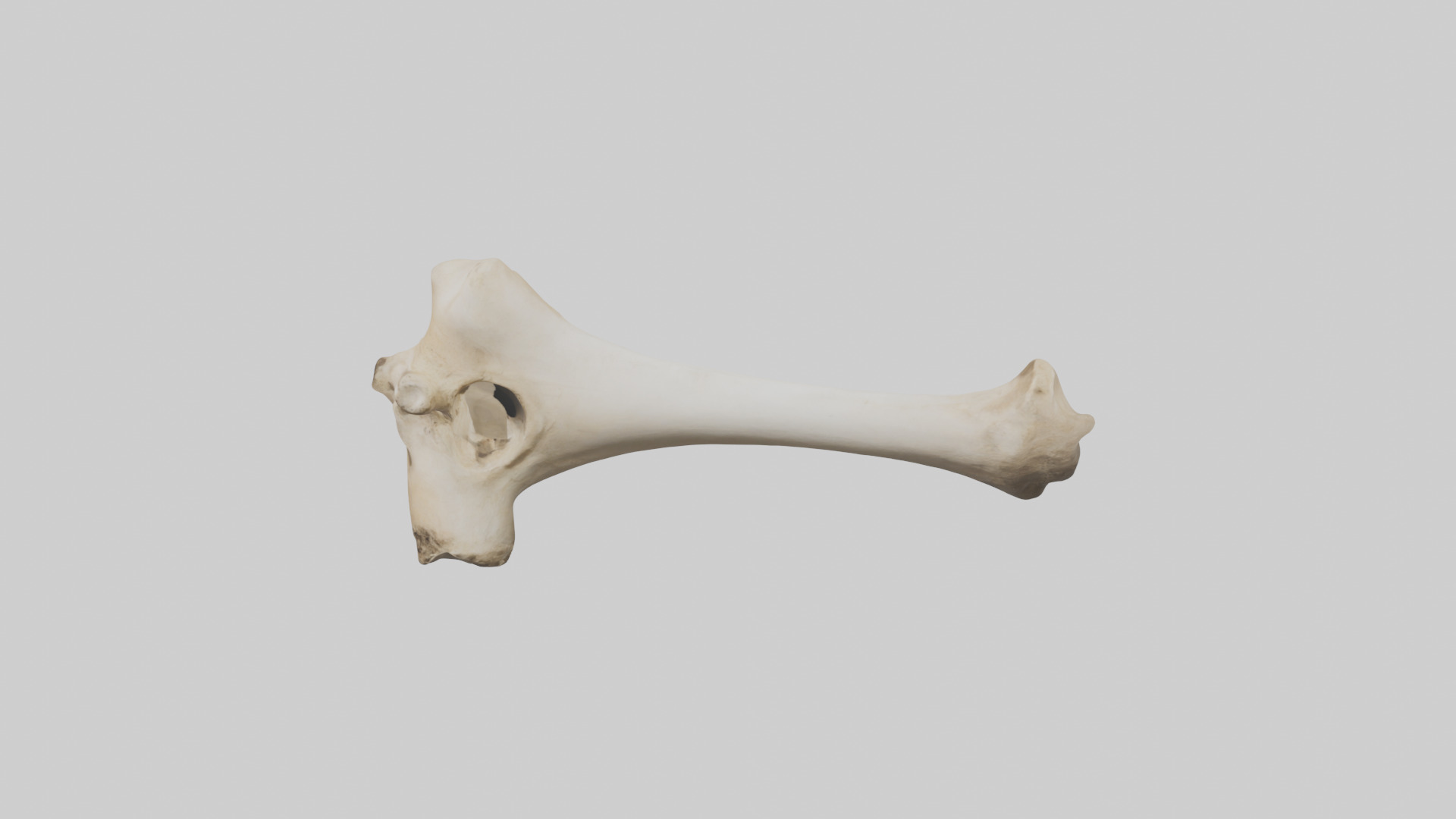 Camel Femur Low-poly 3D model_27