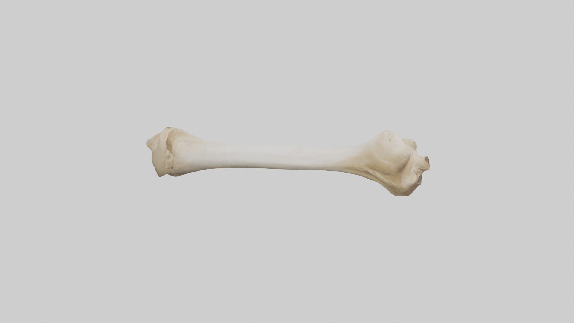 Camel Femur Low-poly 3D model_28