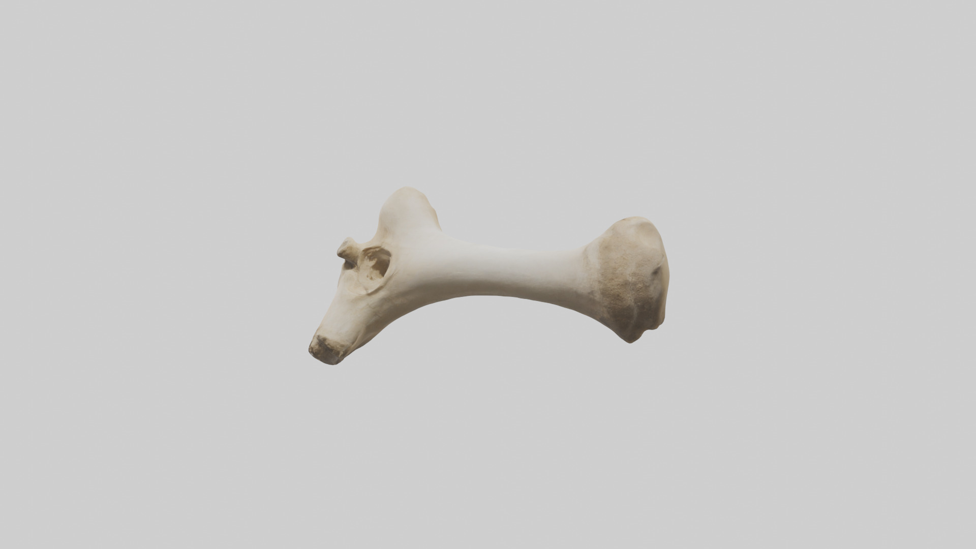 Camel Femur Low-poly 3D model_1