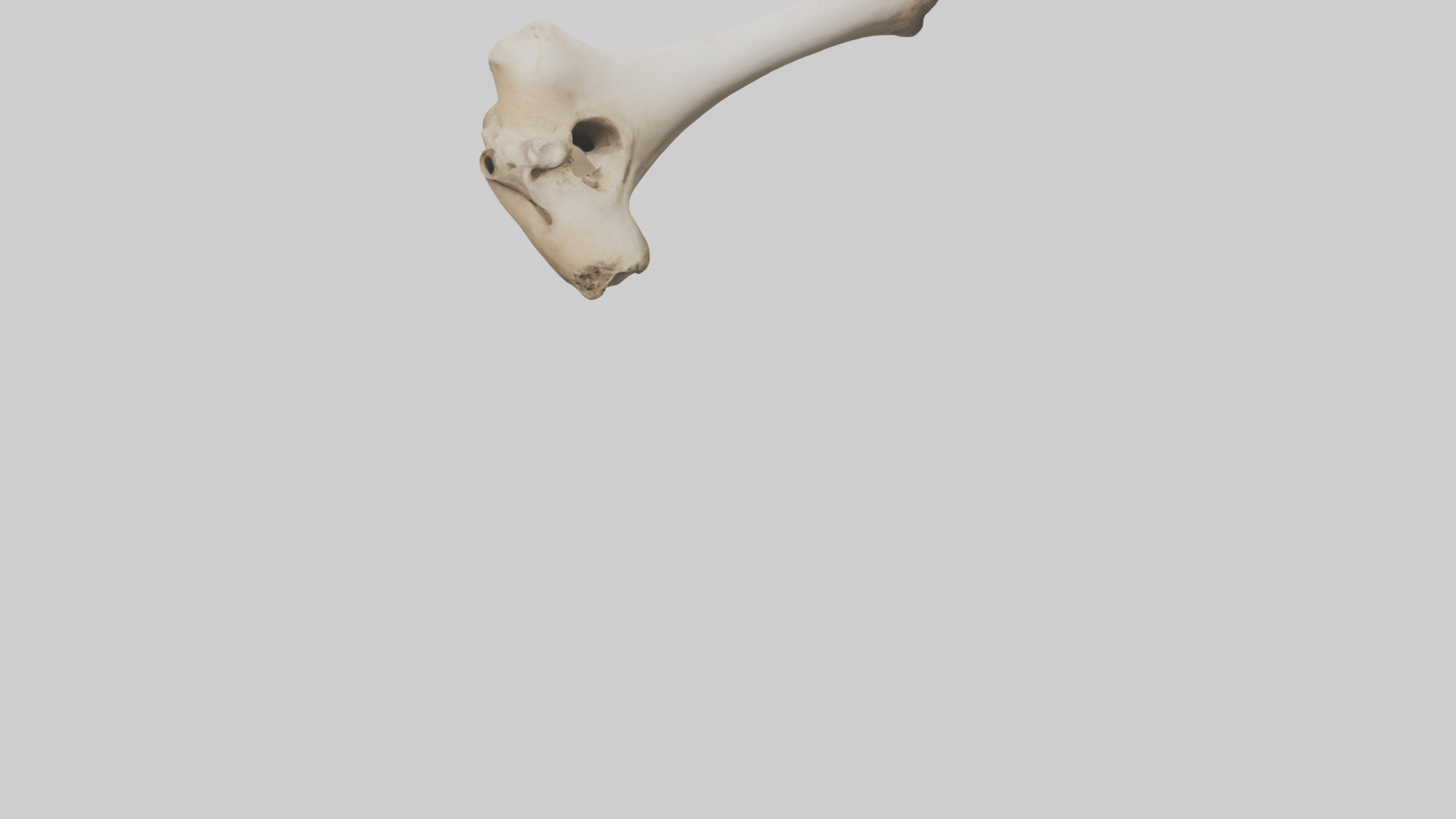 Camel Femur Low-poly 3D model_5