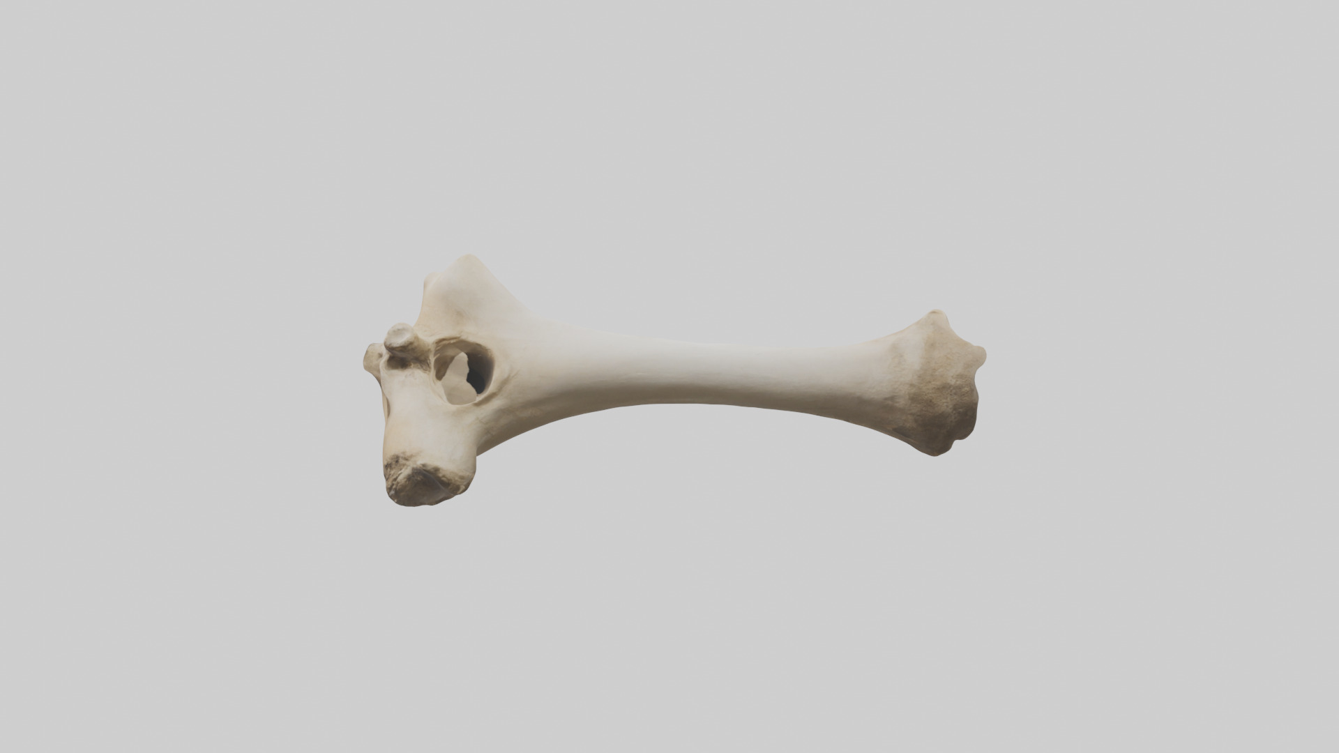 Camel Femur Low-poly 3D model_22