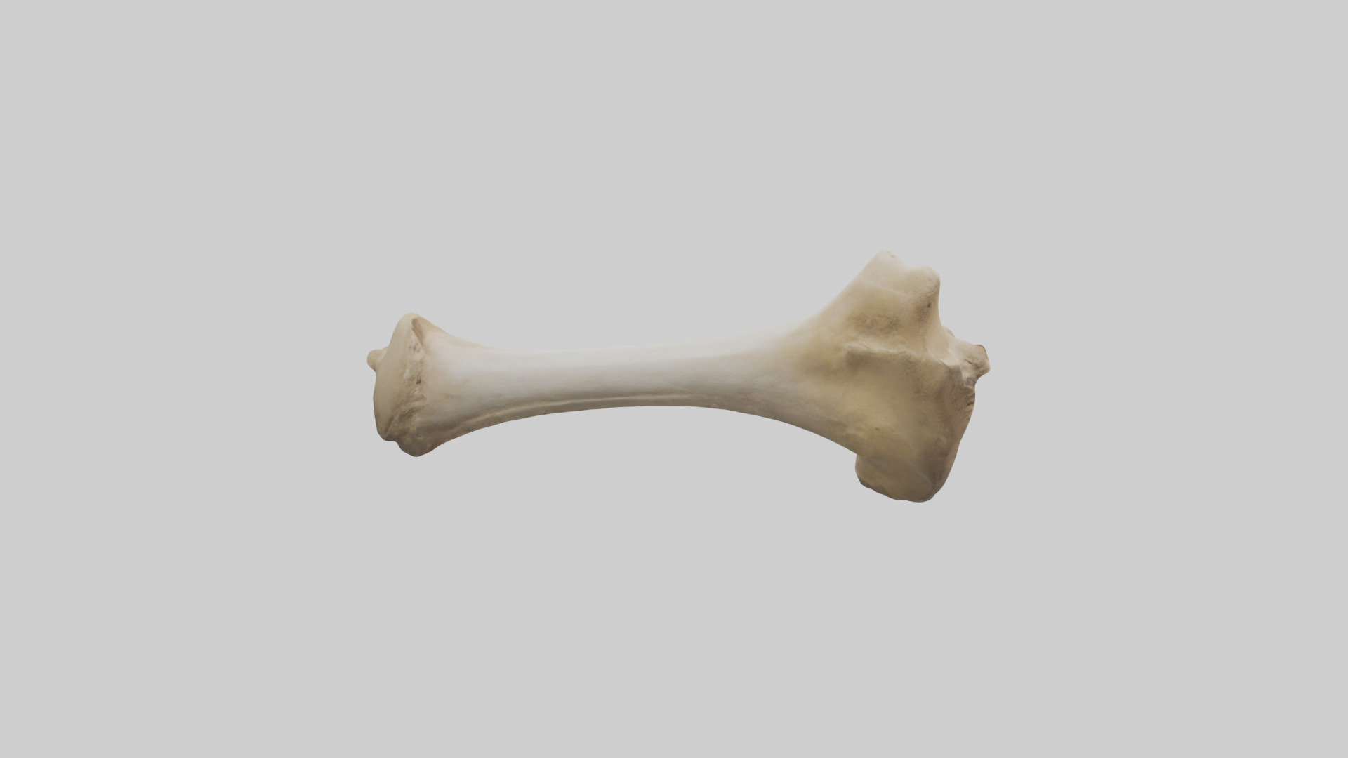 Camel Femur Low-poly 3D model_23