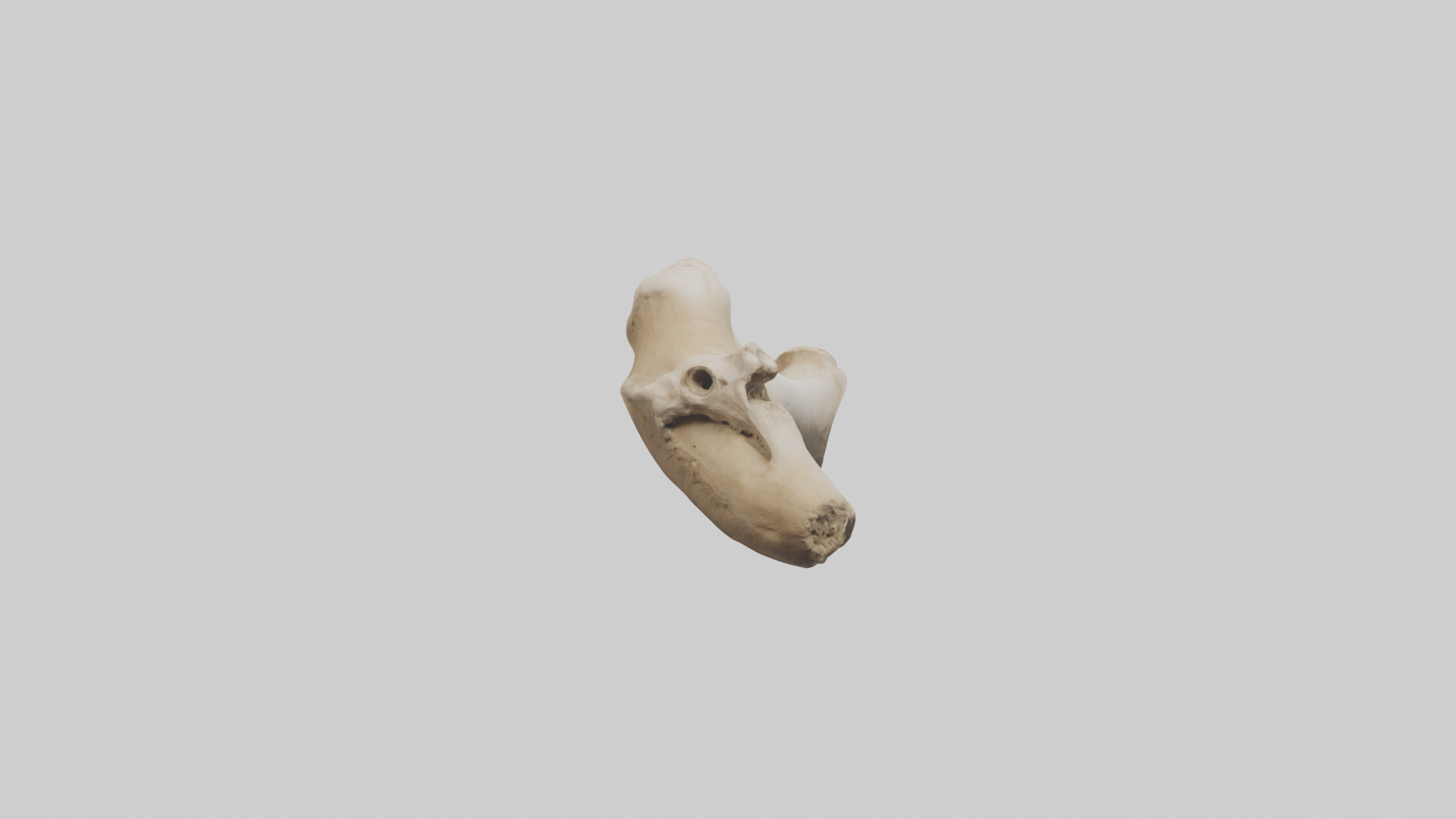 Camel Femur Low-poly 3D model_12