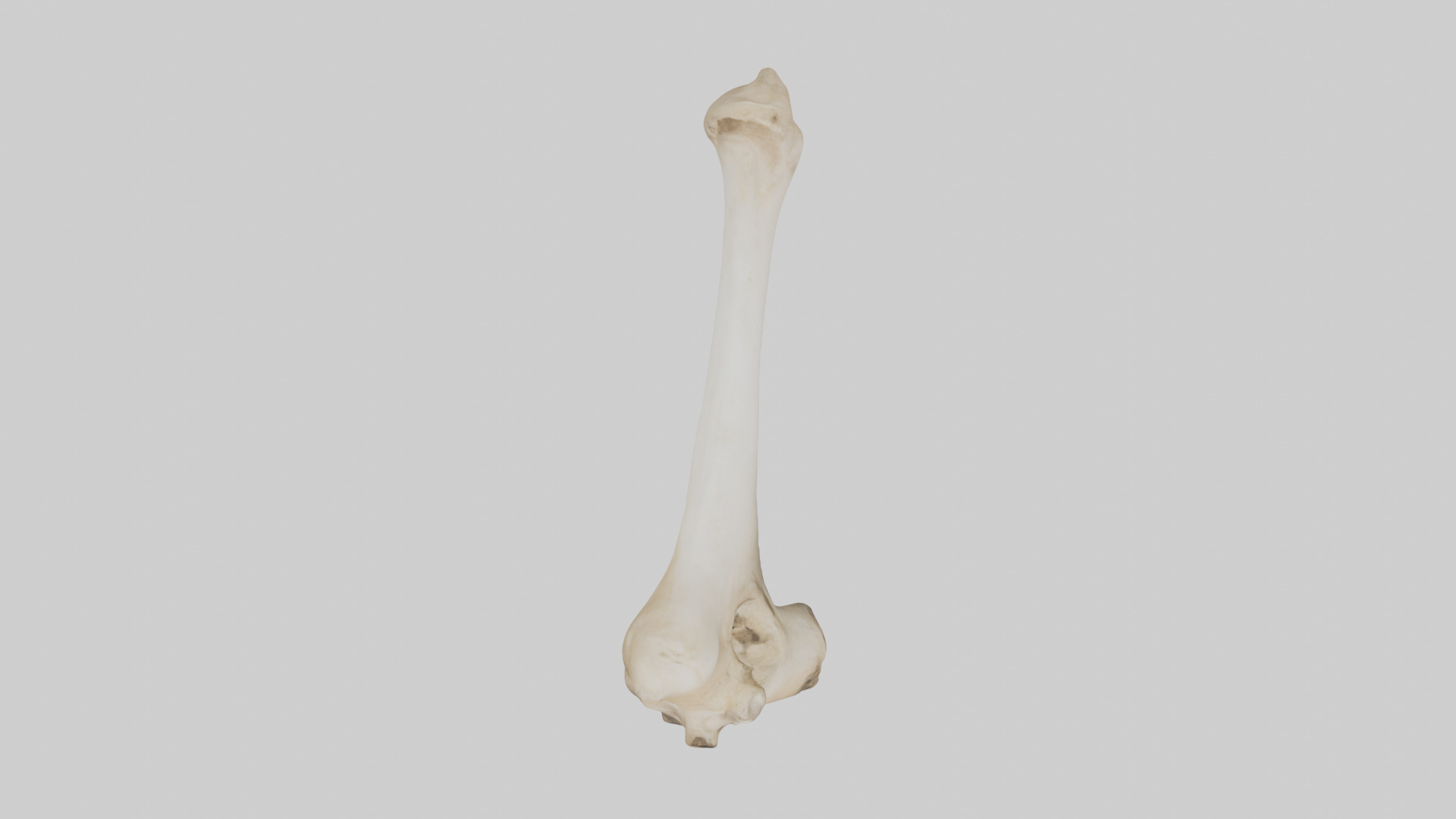 Camel Femur Low-poly 3D model_24