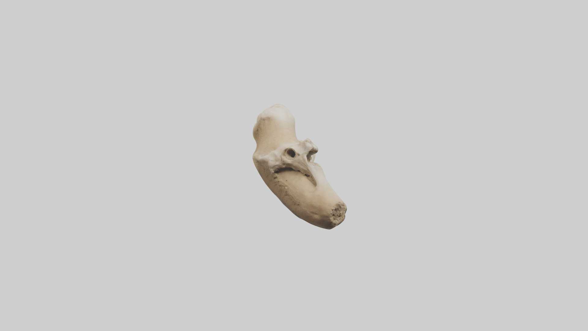 Camel Femur Low-poly 3D model_19
