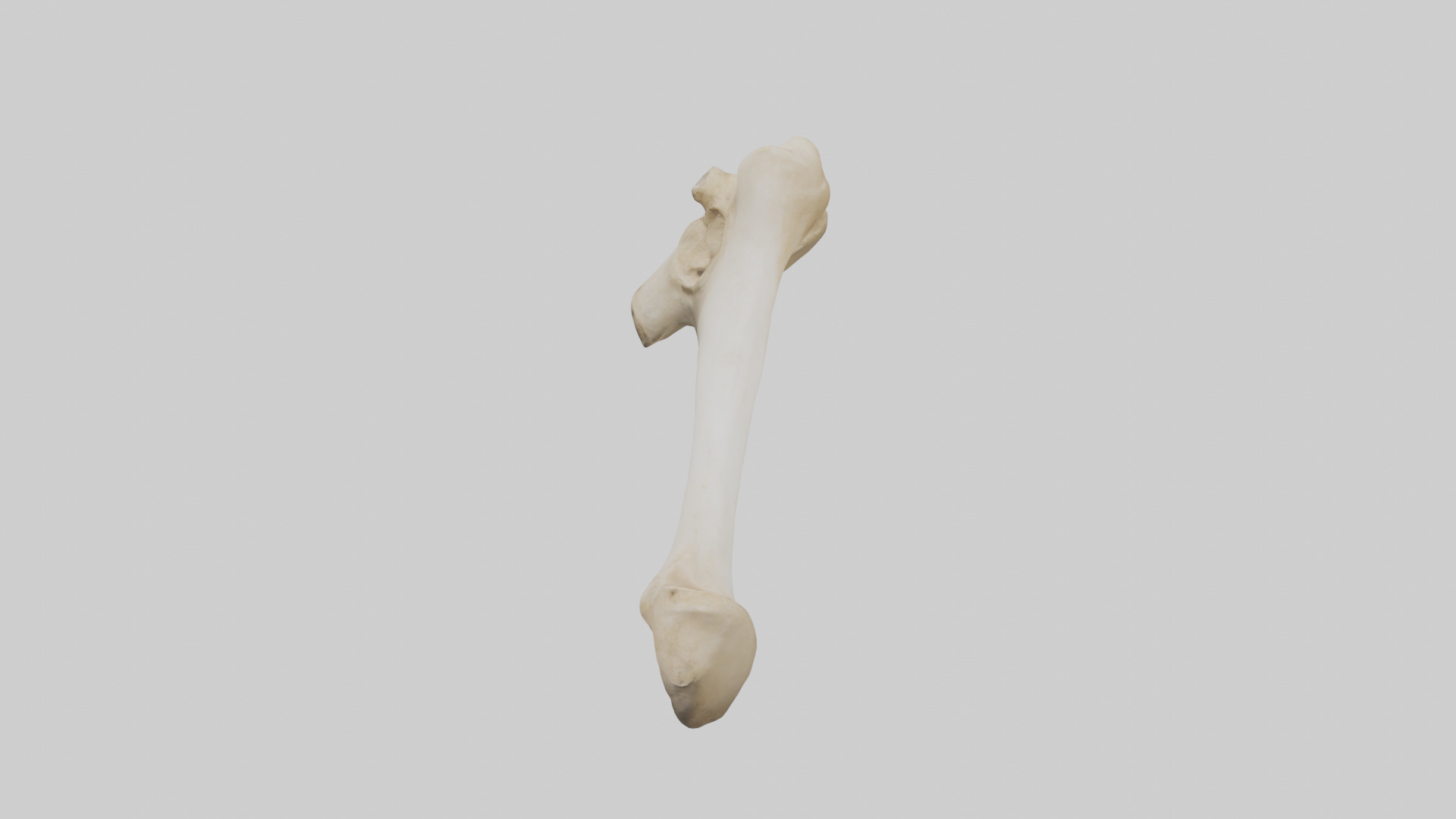 Camel Femur Low-poly 3D model_25