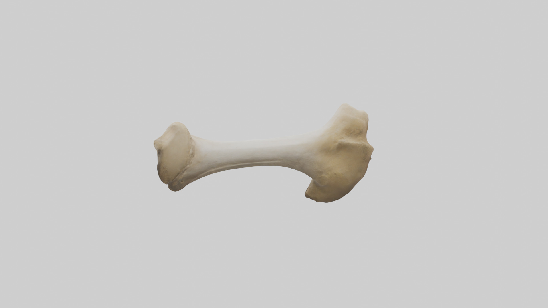 Camel Femur Low-poly 3D model_2
