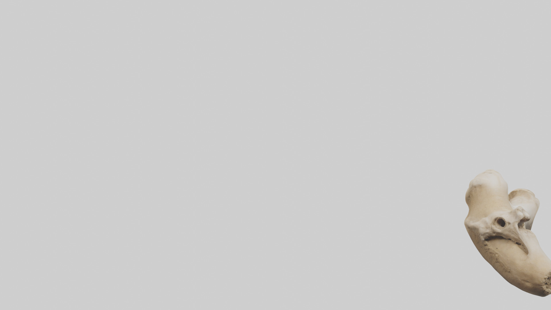 Camel Femur Low-poly 3D model_21