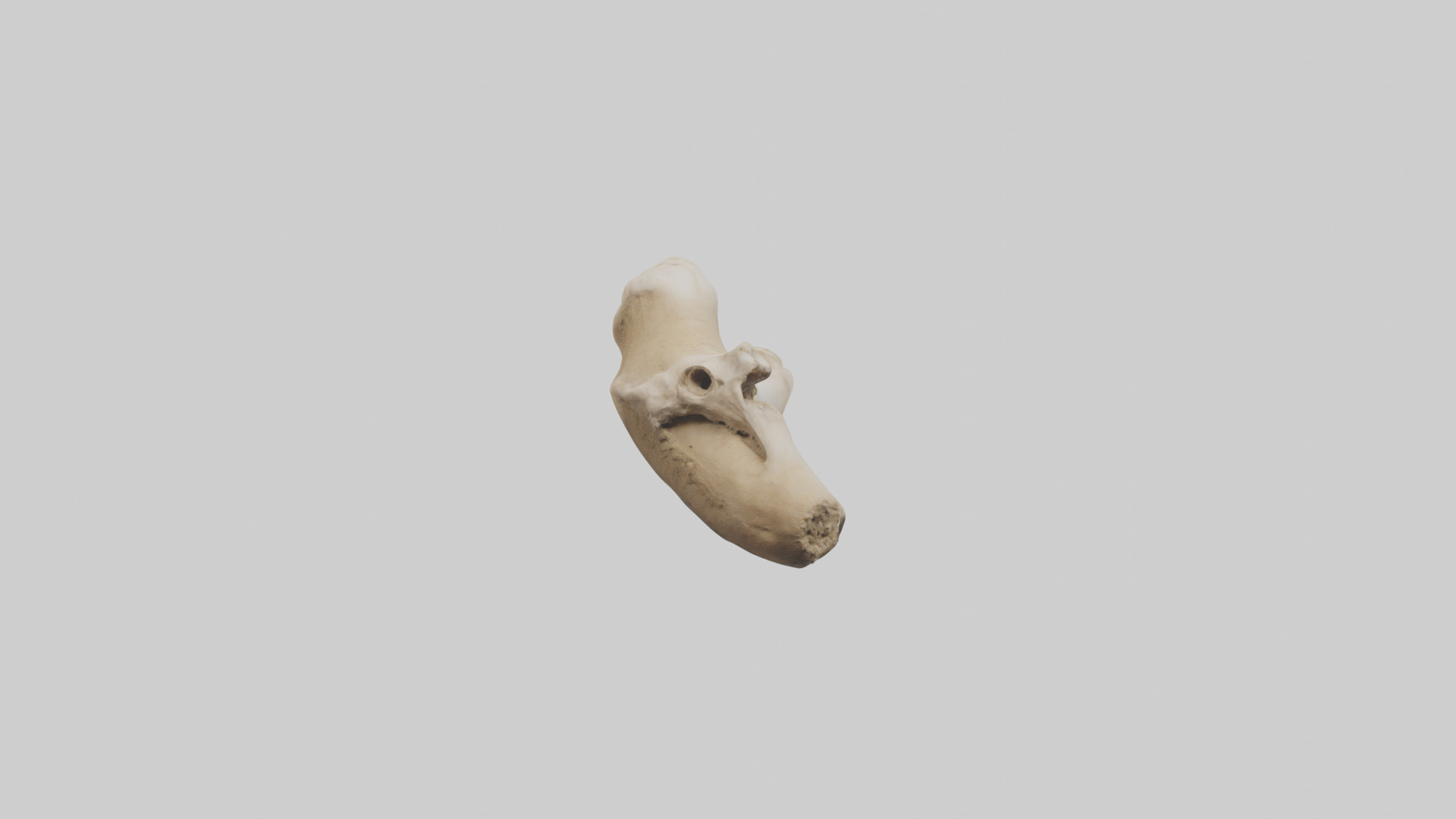 Camel Femur Low-poly 3D model_9