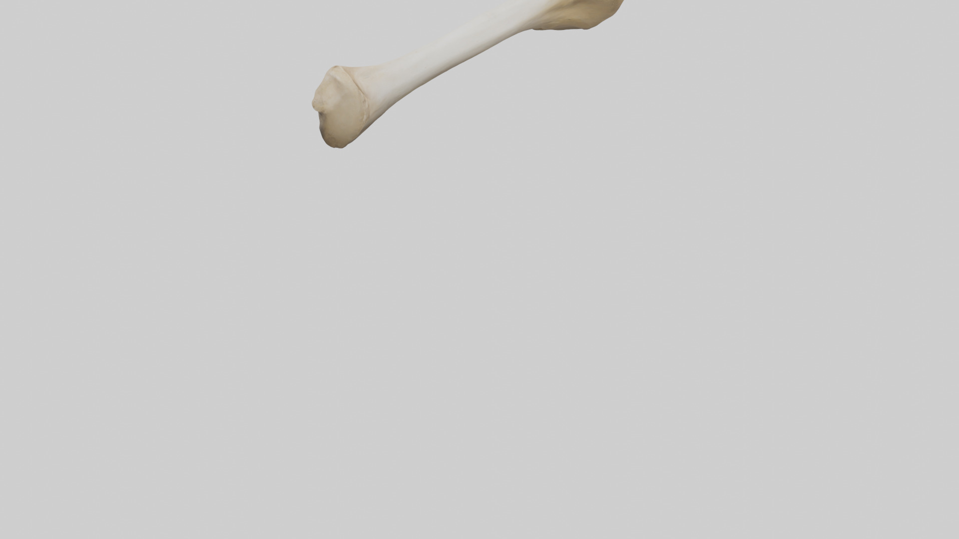 Camel Femur Low-poly 3D model_4