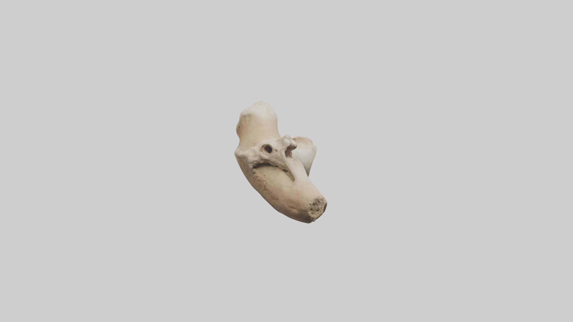 Camel Femur Low-poly 3D model_14