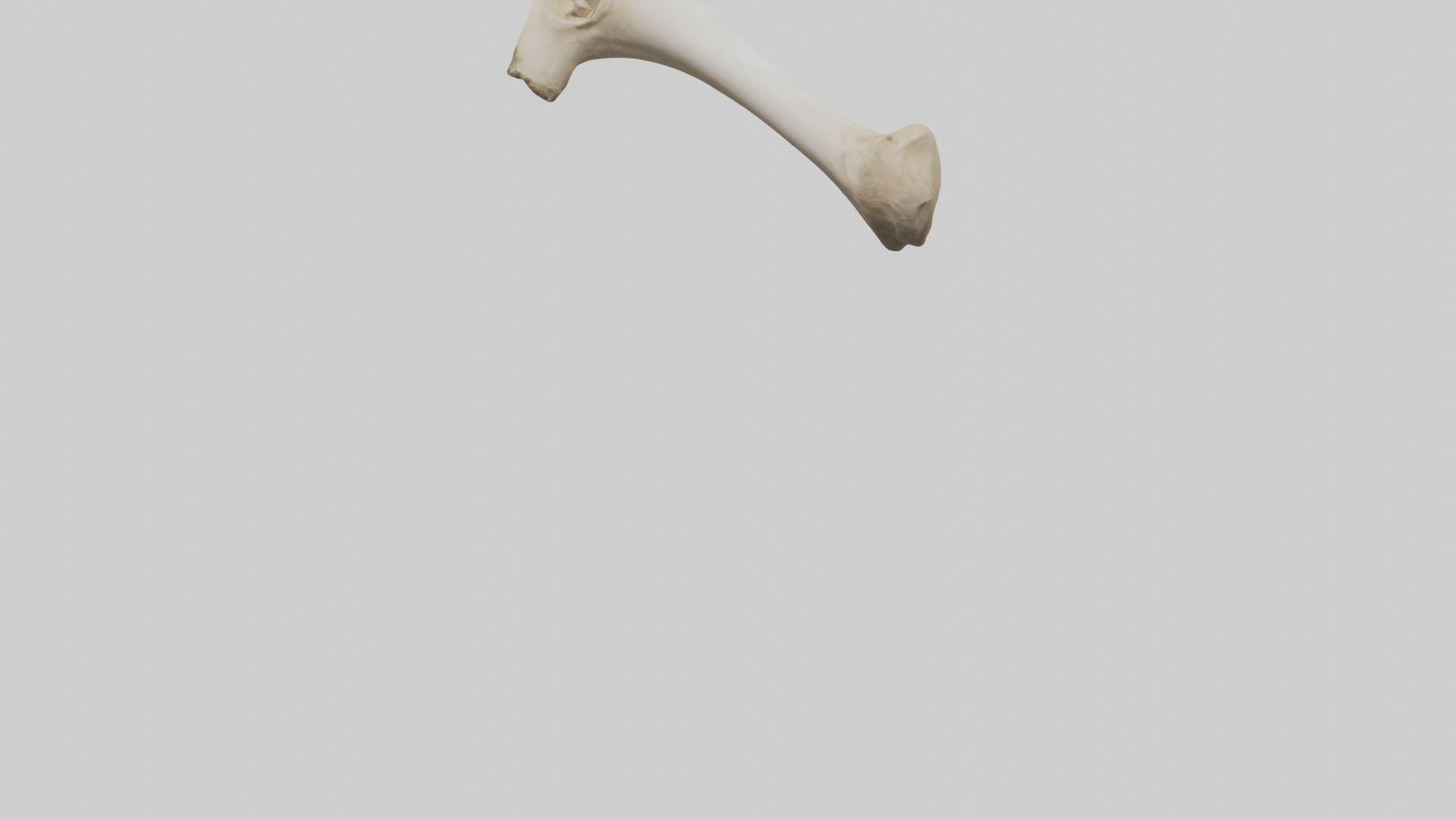 Camel Femur Low-poly 3D model_3