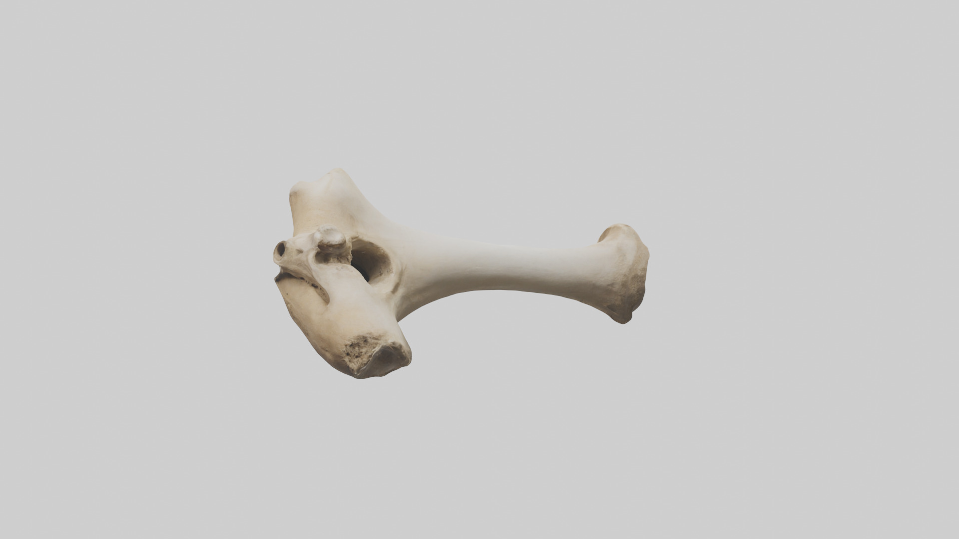 Camel Femur Low-poly 3D model_11