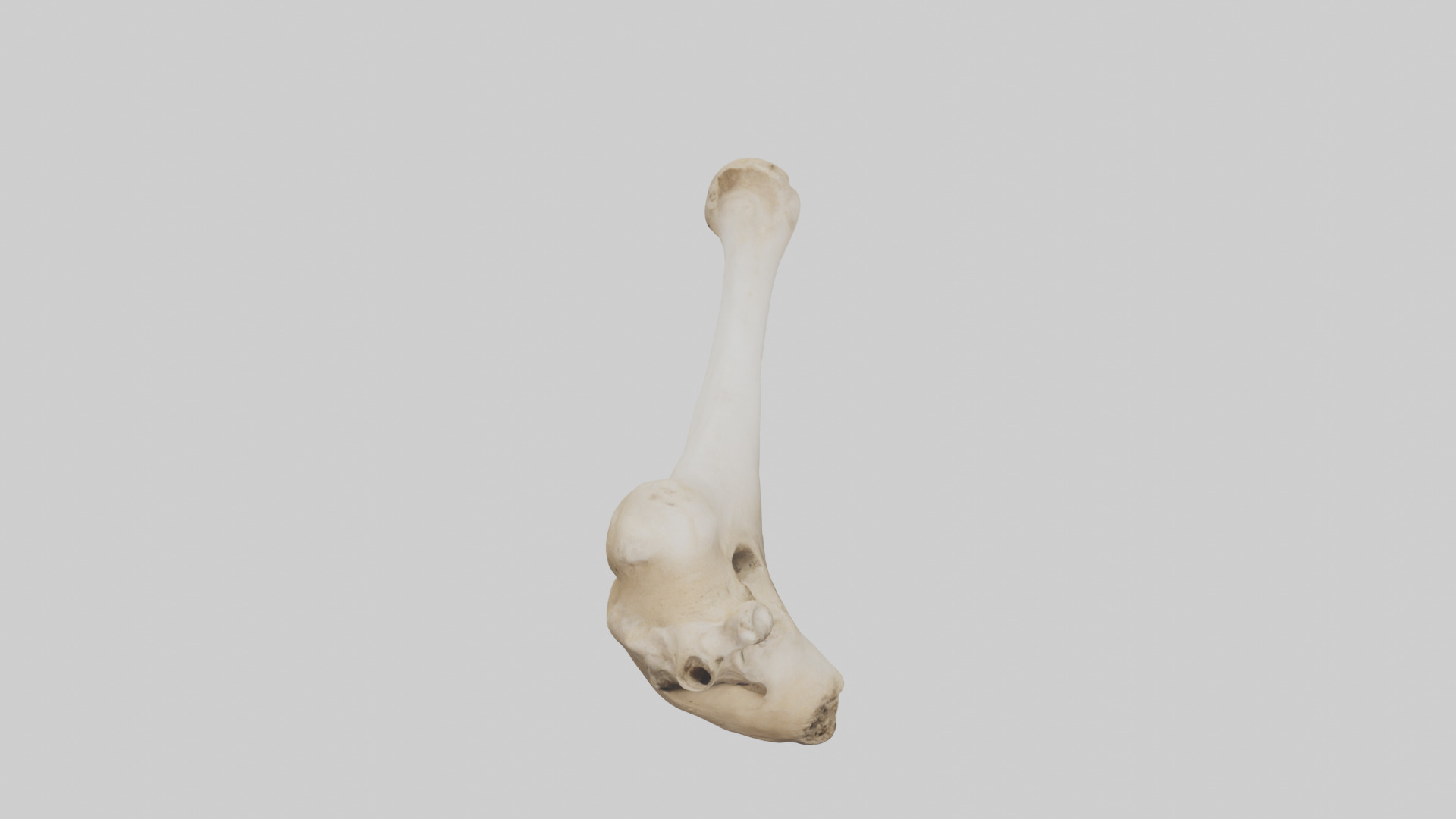 Camel Femur Low-poly 3D model_26