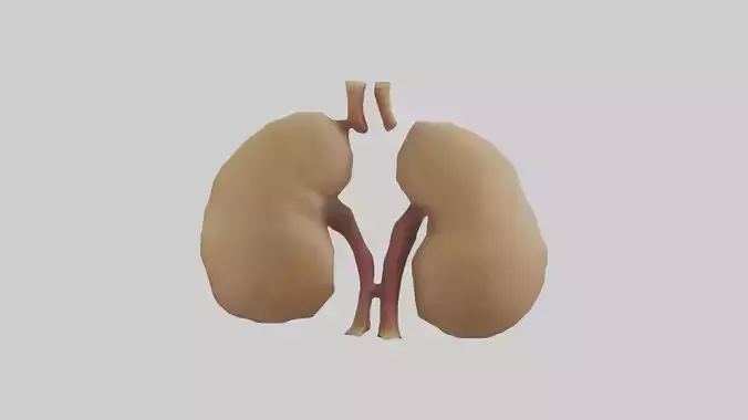 Camel Kidneys
