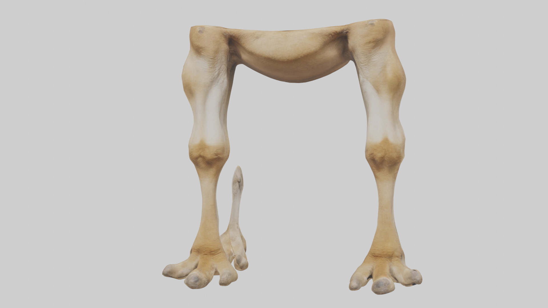 Camel Legs Low-poly 3D model_13