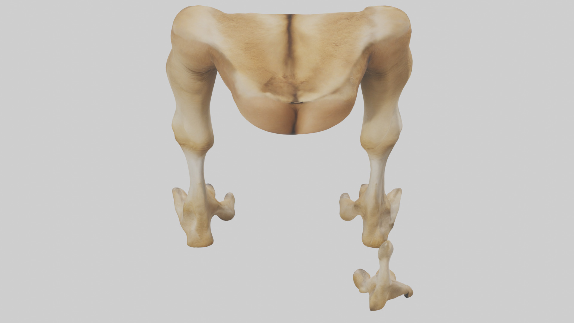 Camel Legs Low-poly 3D model_25