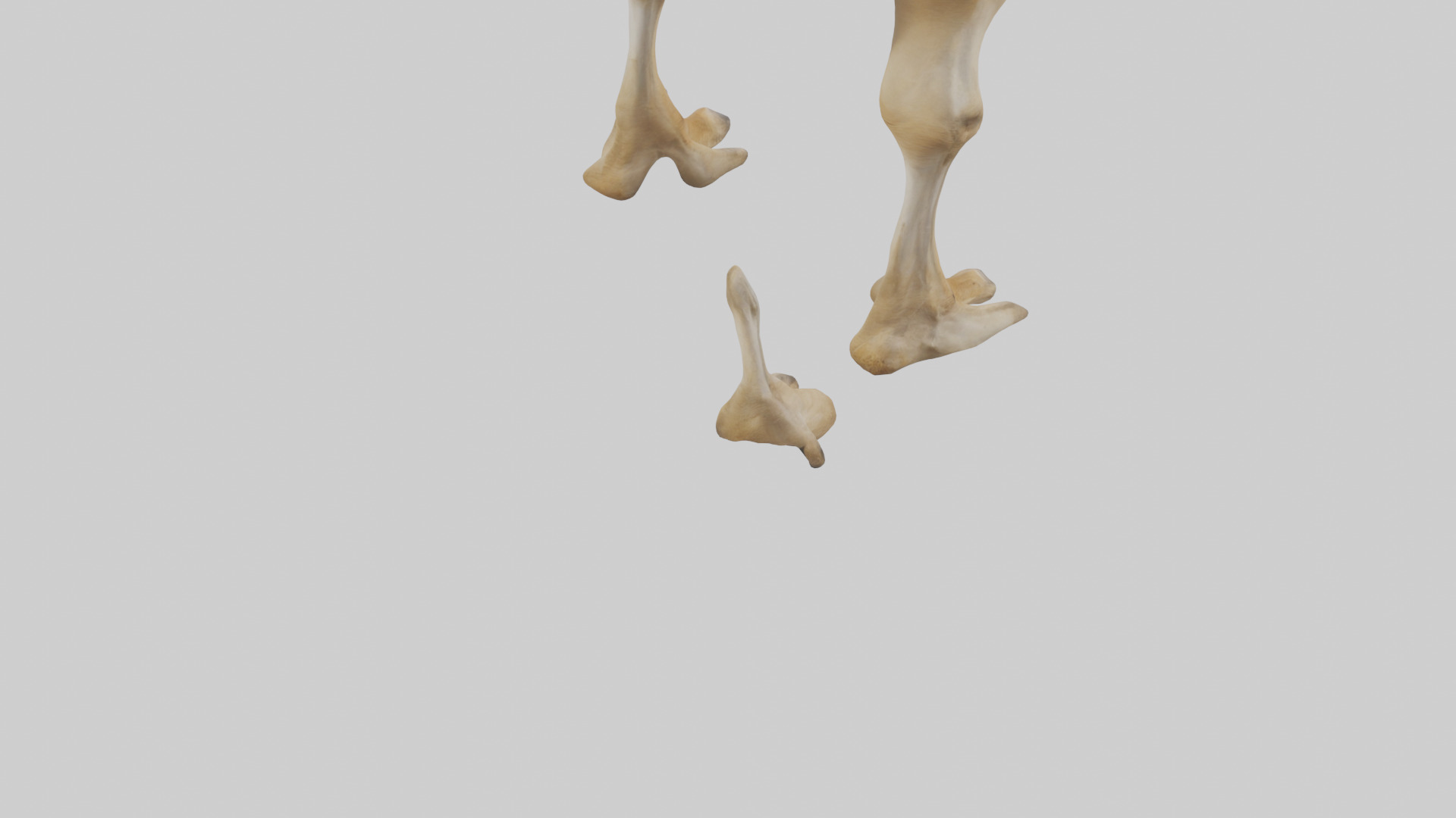 Camel Legs Low-poly 3D model_4