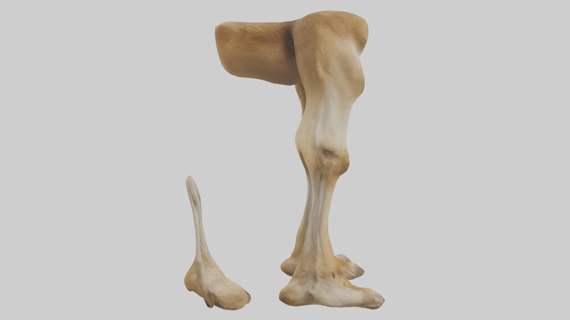Camel Legs Low-poly 3D model_23