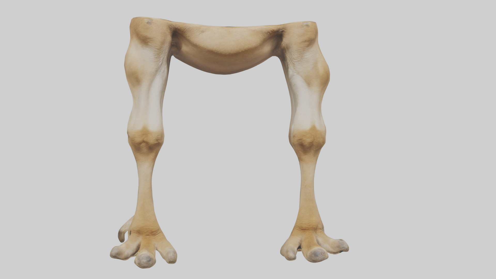 Camel Legs Low-poly 3D model_20