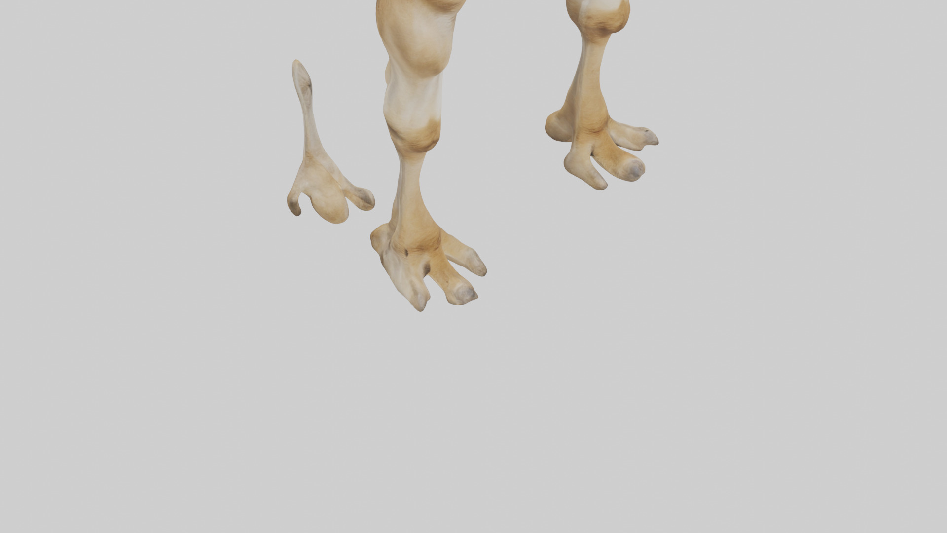 Camel Legs Low-poly 3D model_6