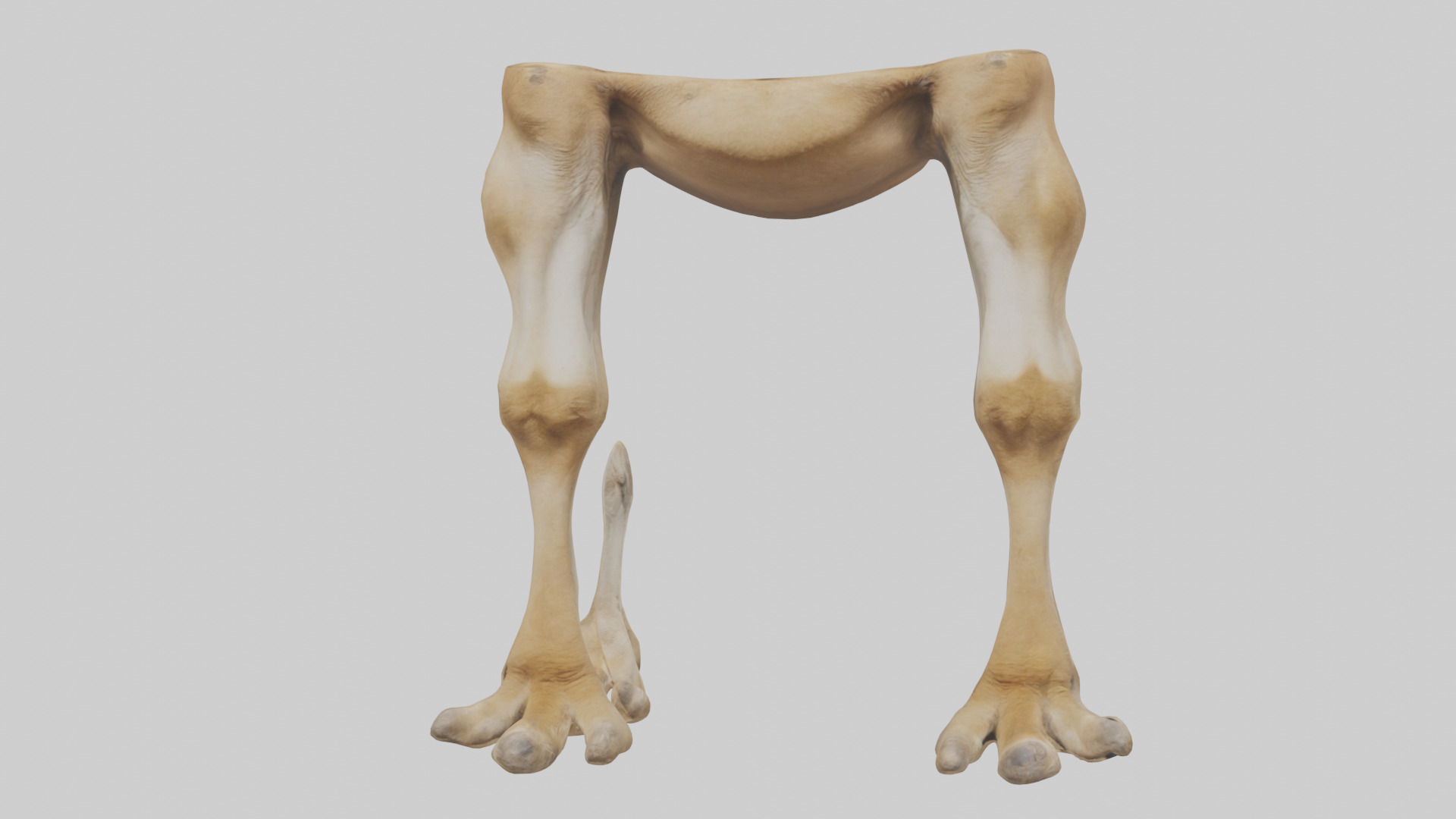 Camel Legs Low-poly 3D model_15