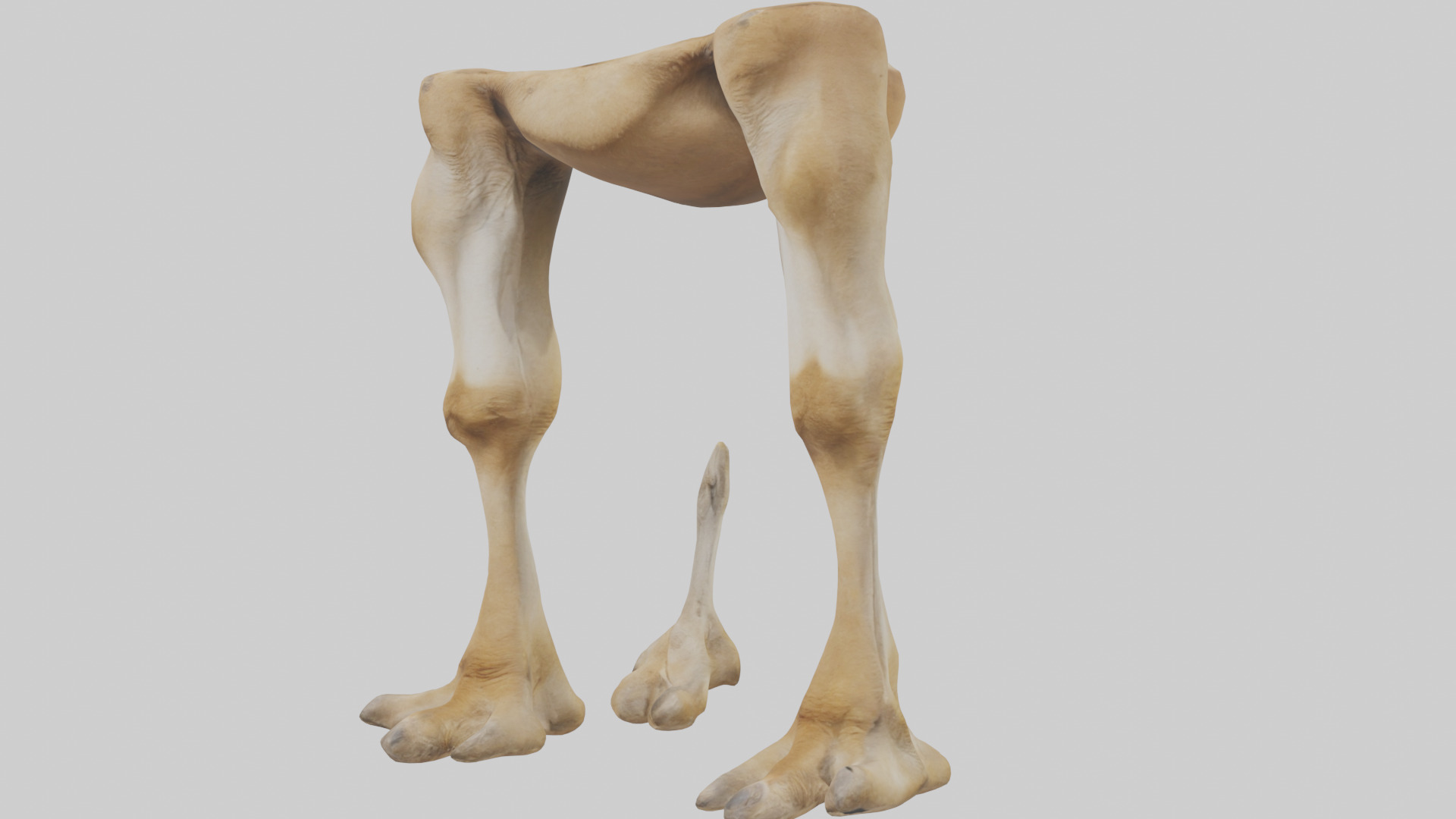 Camel Legs Low-poly 3D model_11