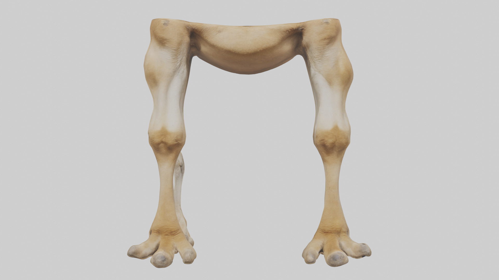 Camel Legs Low-poly 3D model_10
