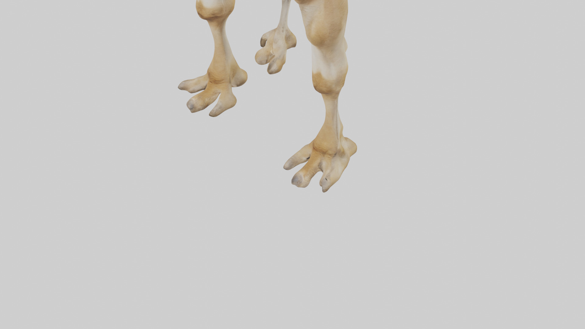 Camel Legs Low-poly 3D model_5