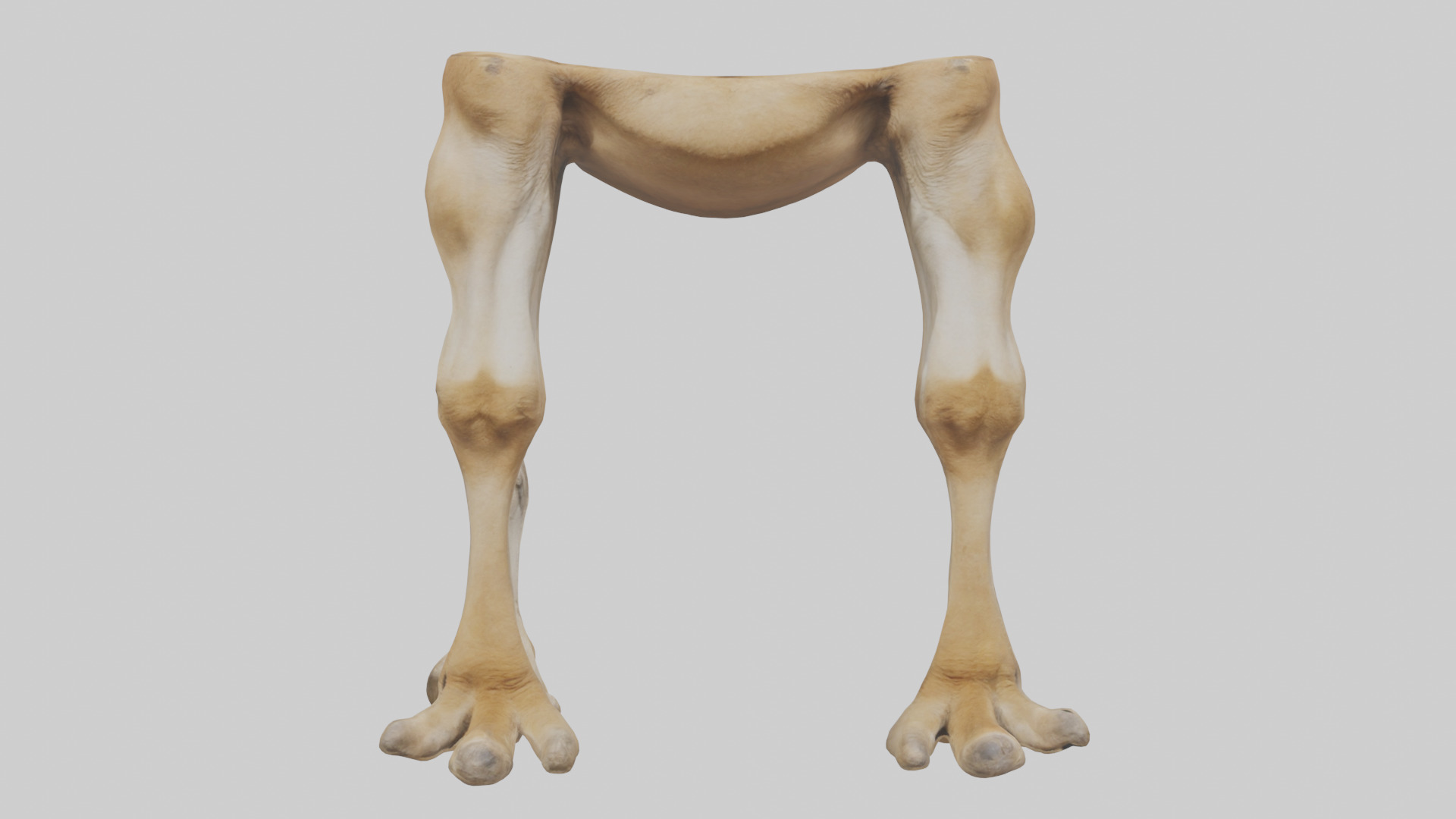 Camel Legs Low-poly 3D model_19