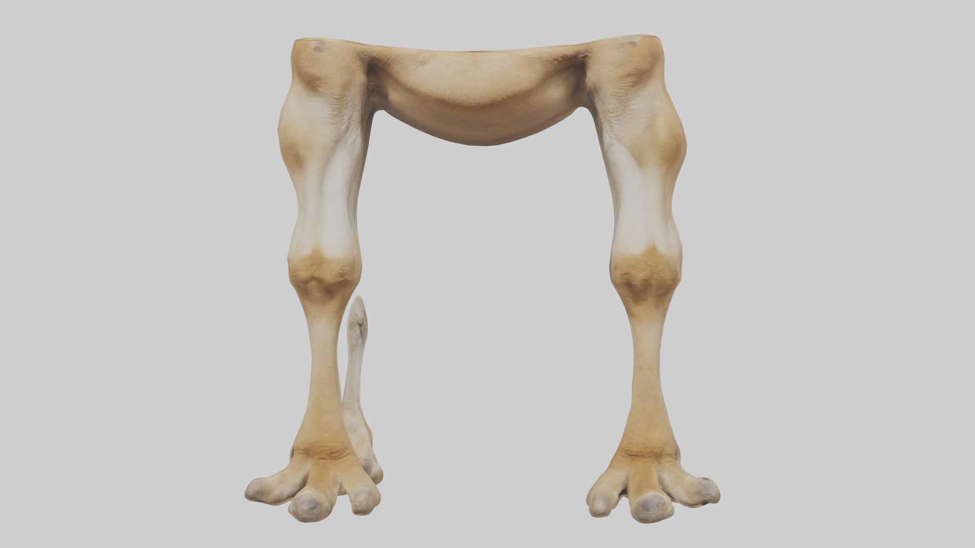 Camel Legs Low-poly 3D model_14