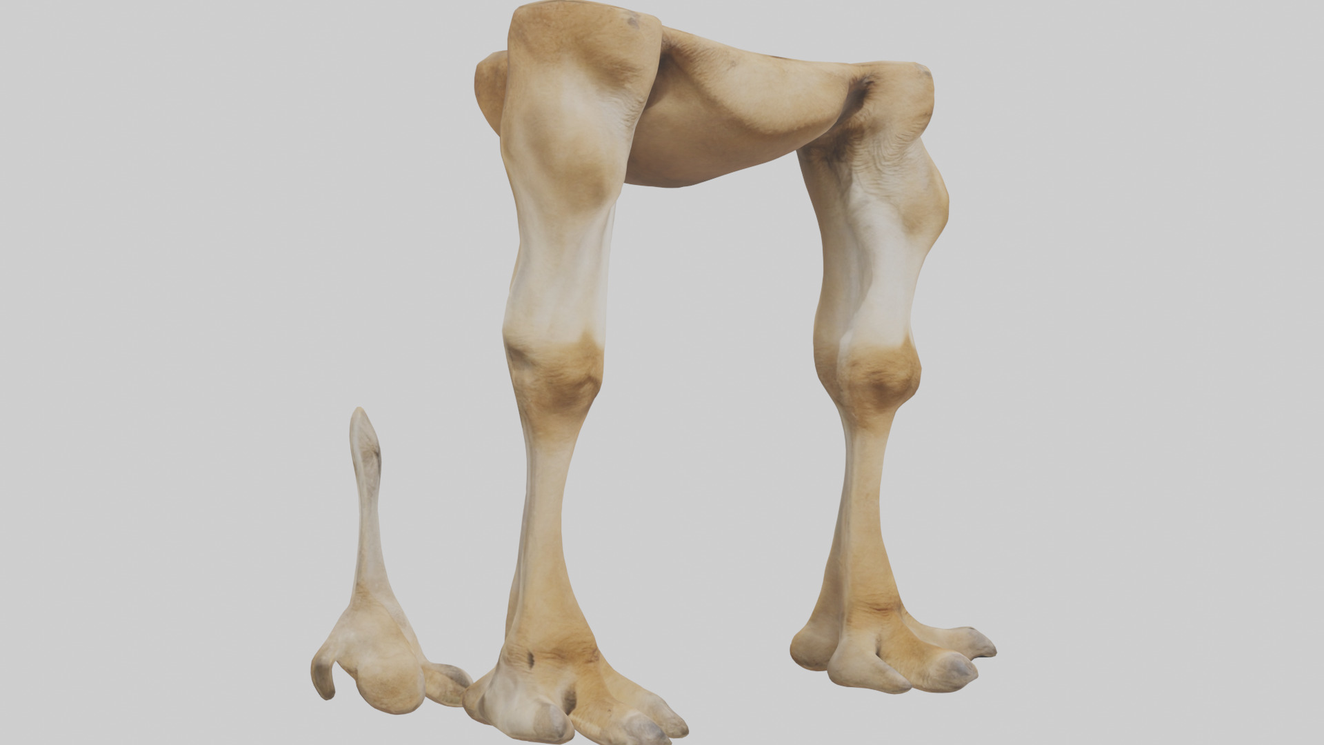 Camel Legs Low-poly 3D model_16