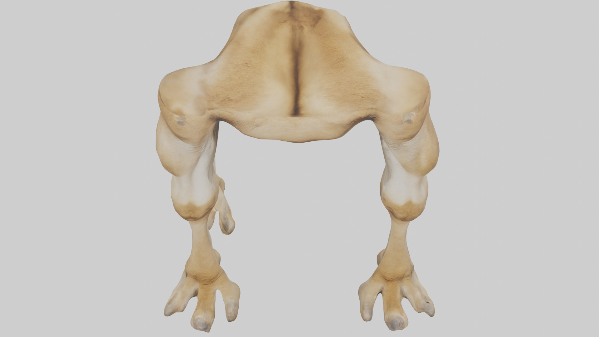 Camel Legs Low-poly 3D model_26