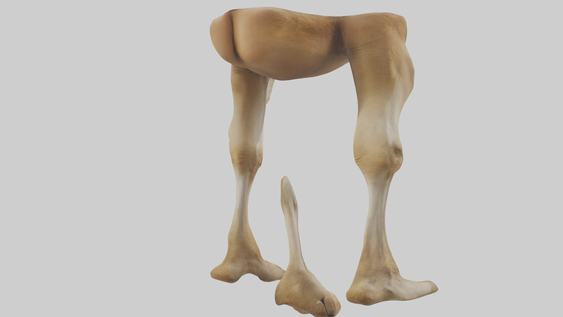 Camel Legs Low-poly 3D model_2