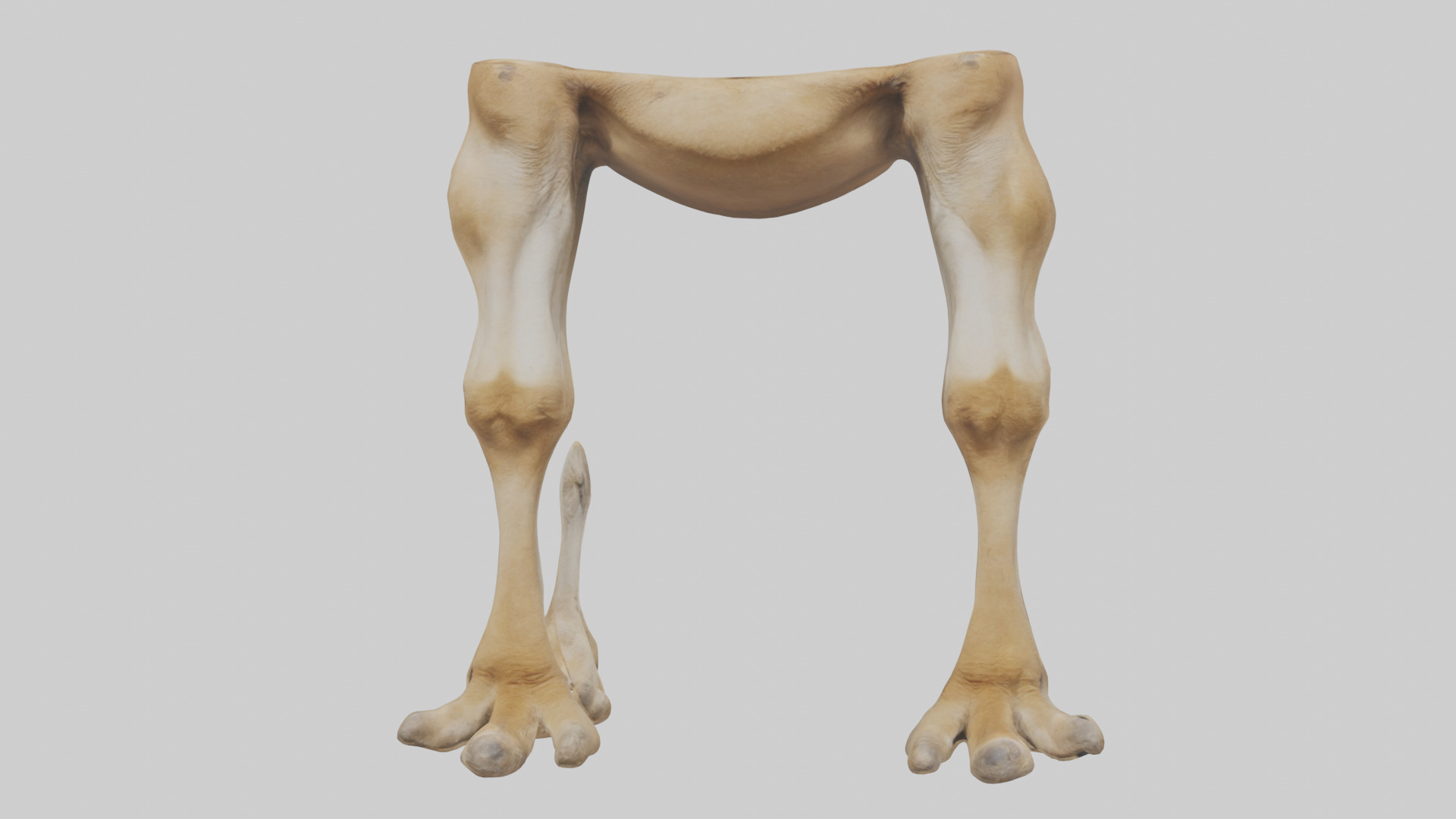 Camel Legs Low-poly 3D model_12