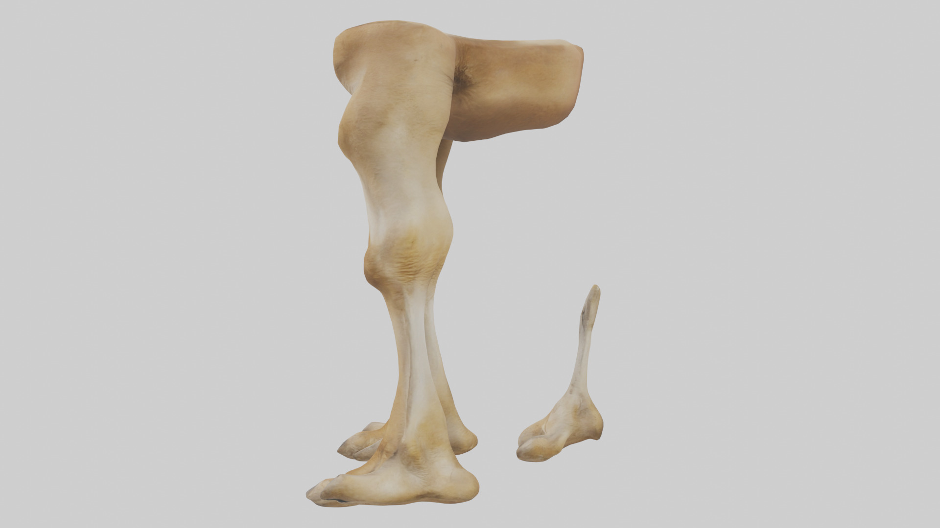 Camel Legs Low-poly 3D model_22