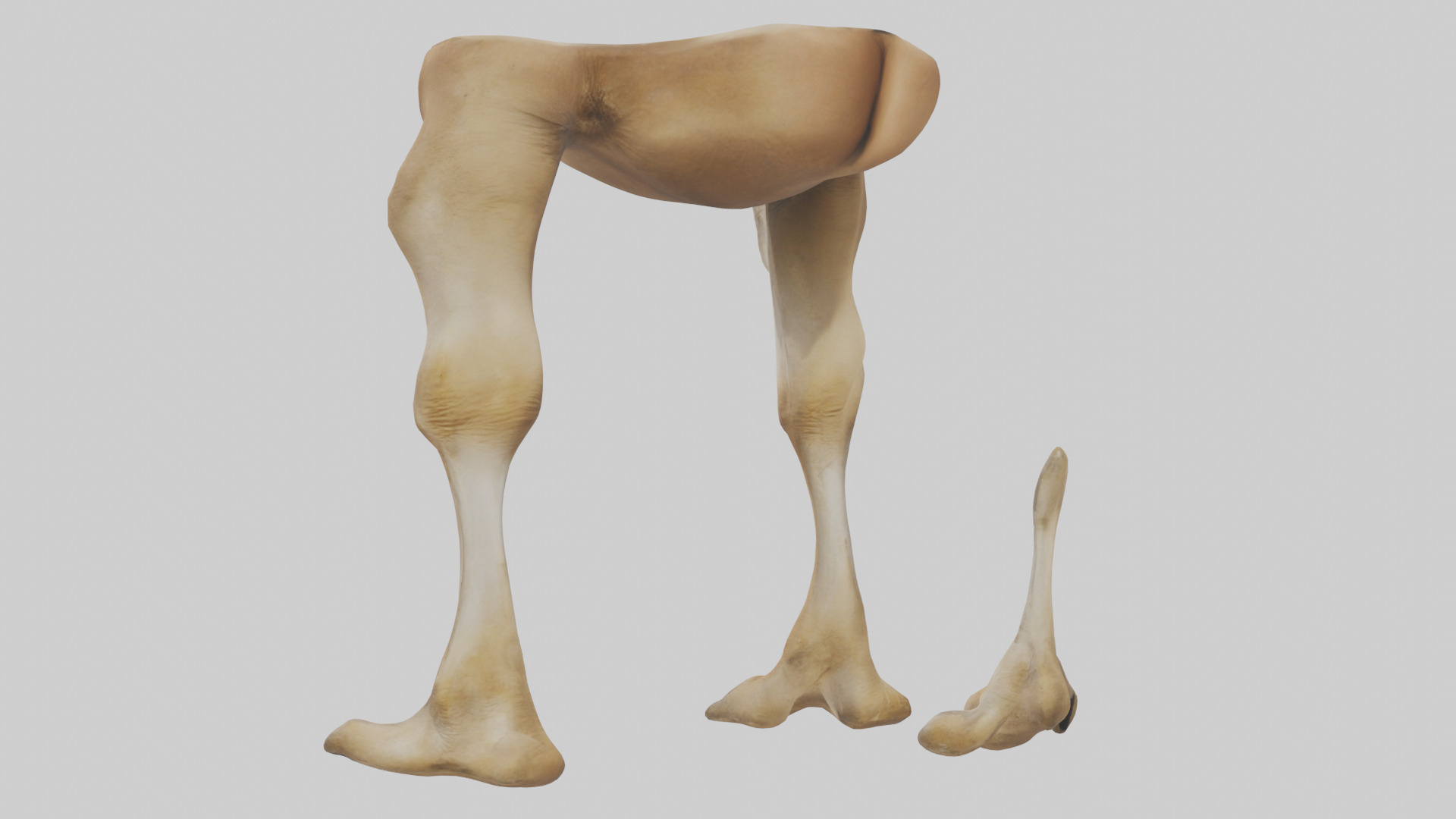 Camel Legs Low-poly 3D model_1