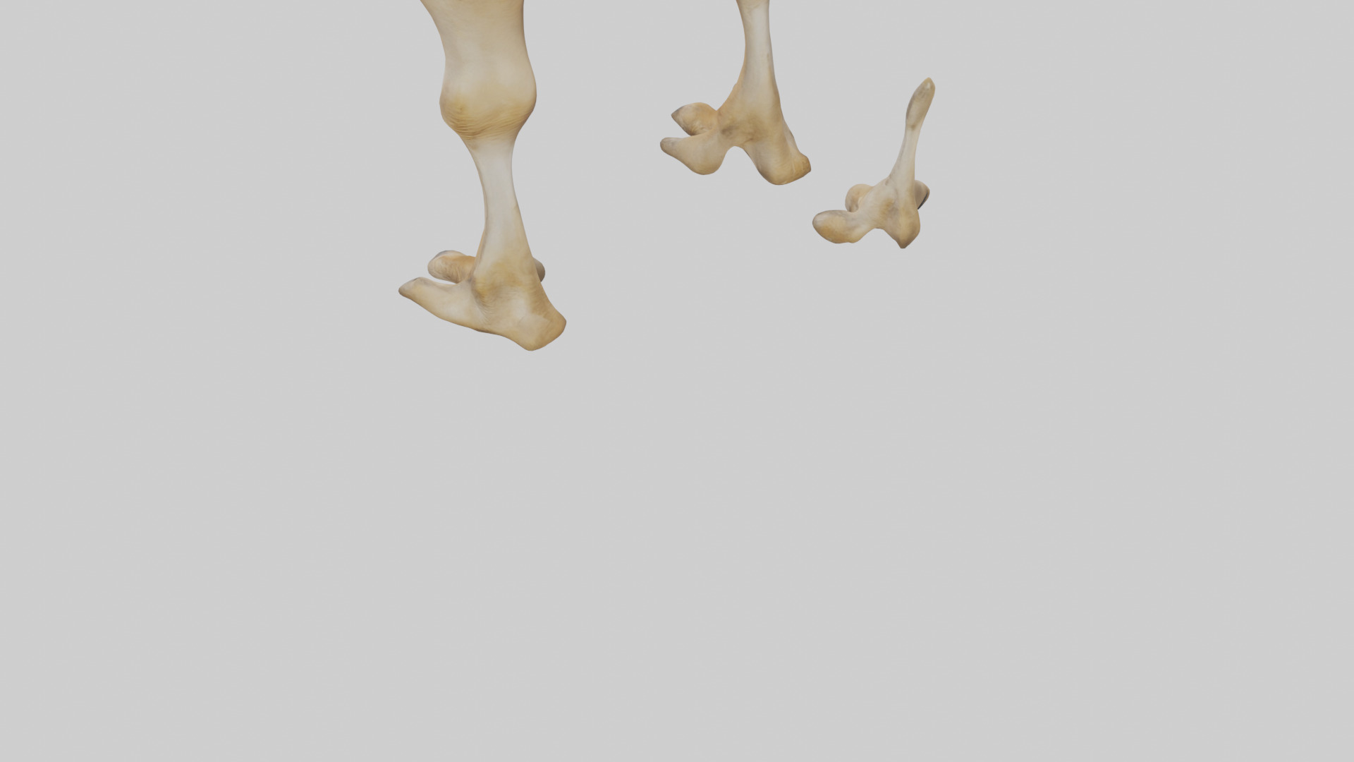 Camel Legs Low-poly 3D model_3