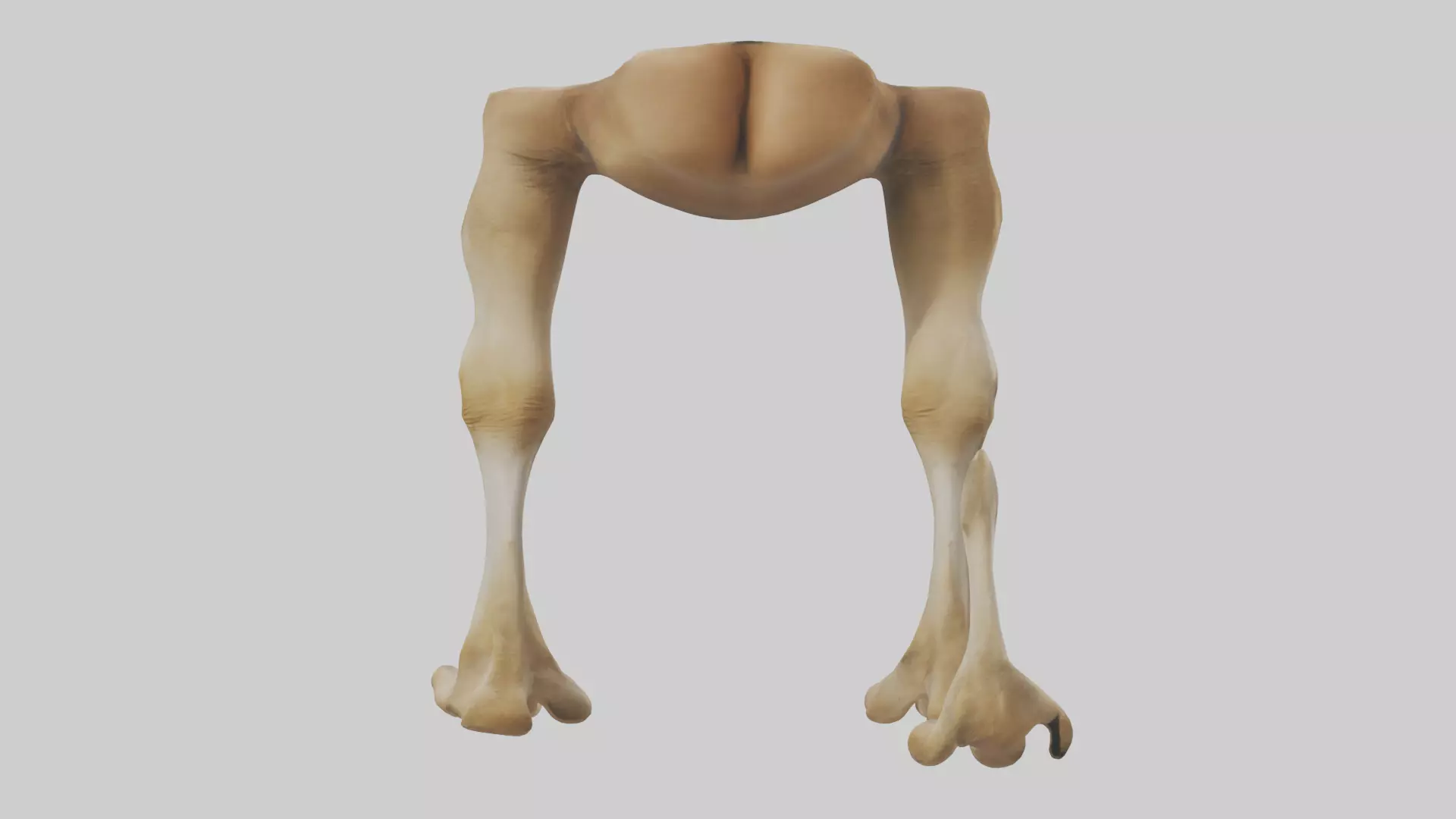 Camel Legs Low-poly 3D model_0