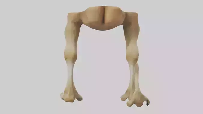 Camel Legs Low-poly 3D model