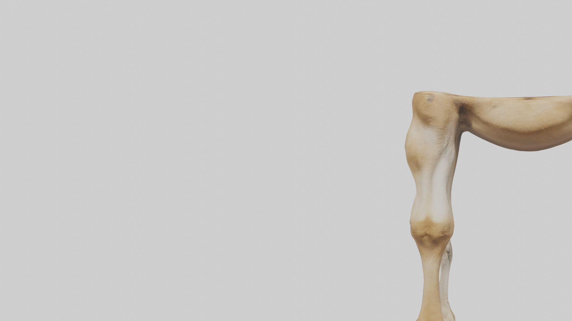 Camel Legs Low-poly 3D model_21