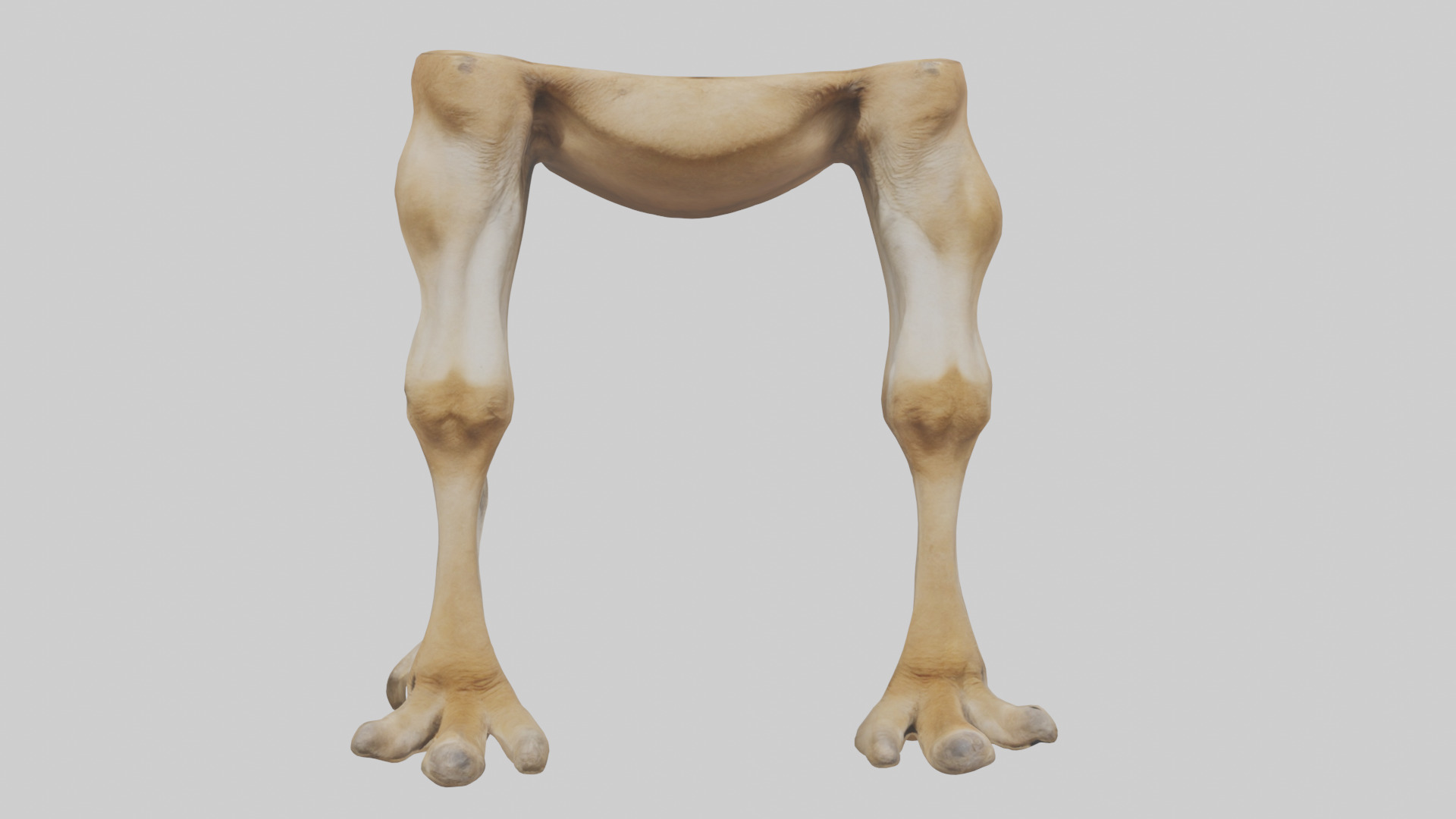 Camel Legs Low-poly 3D model_17