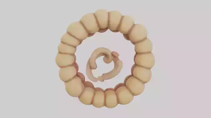 Camel Small Intestine