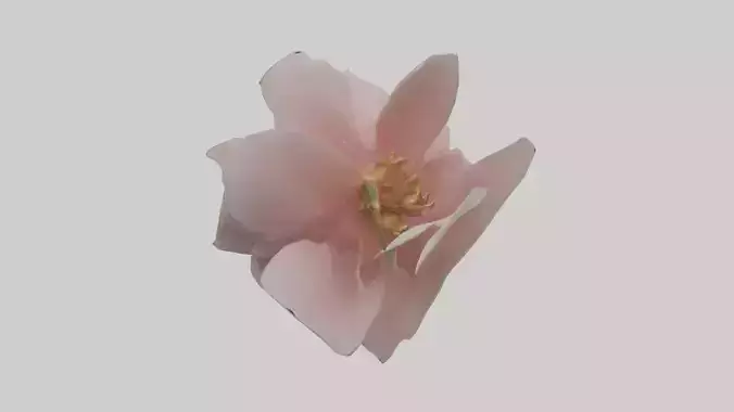 Camellia model