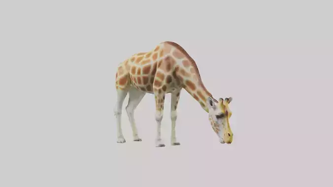 Camelopardalis Giraffe grazing model