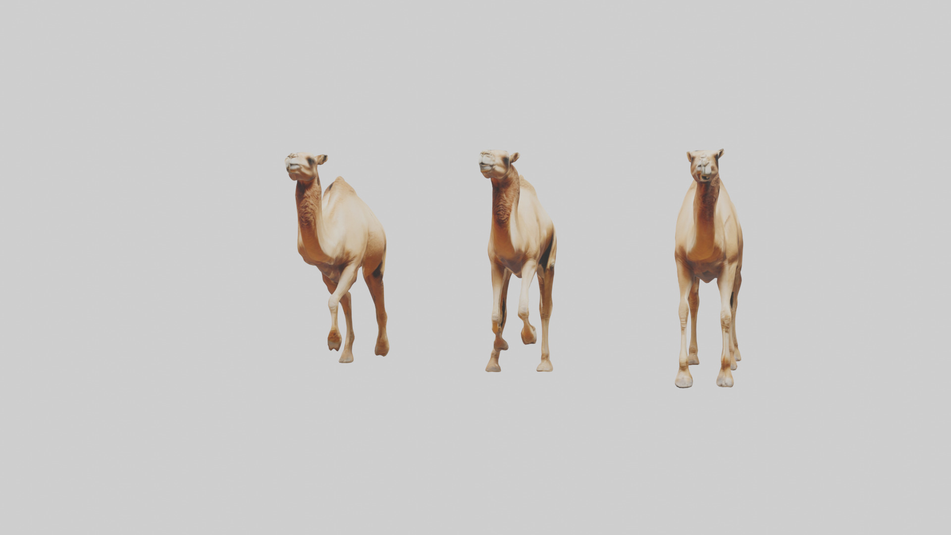 Camels galloping model Low-poly 3D model_13